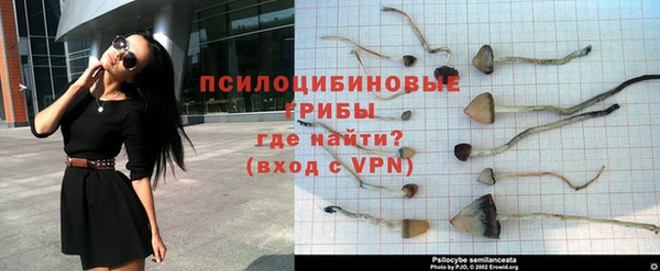 прущие грибы Зерноград